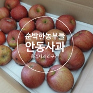 안동사과 흠집사과라해도 맛은 명품이네 순박한농부들