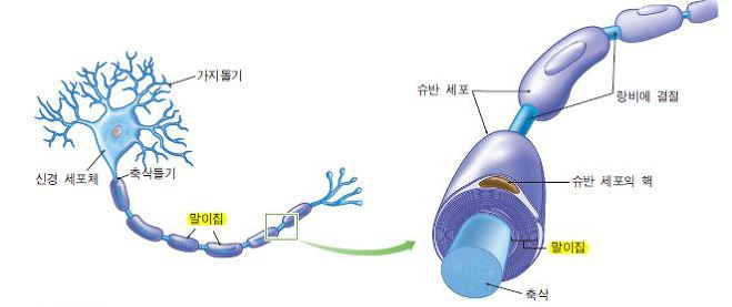 Ⅲ-1. 뉴런의 구조와 기능 : 네이버 블로그