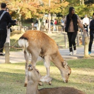 일본여행 나라공원 사슴들아 잘 지내니?