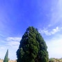 사브에 아바쿠 사이프러스 나무