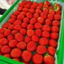 369삼 스토어 에서 정승마을 딸기 판매 준비!