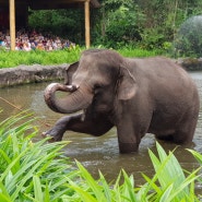 싱가포르 여행 아이와 함께 가기 좋은 동물원