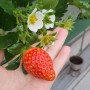 2021 코로나 관련 딸기농장체험 공지