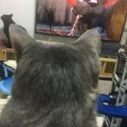 고양이 티비 보는중이예요