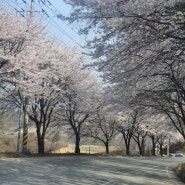 벗꽃구경가기 좋은날