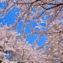 [서울 성수] 벚꽃 만개 서울숲, 벚꽃길 산책