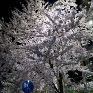 천안 원성천 벚꽃 산책