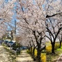 2021년 11번째 봄 벚꽃과 개나리가 활짝 핀 죽동 반석천변의 한낮의 풍경_죽동 제로에너지하우스zeeHome