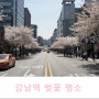 숨겨진 서울 벚꽃 명소 강남역으로 오세요