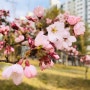 만우절 벚꽃이 만개한 4월의 첫날