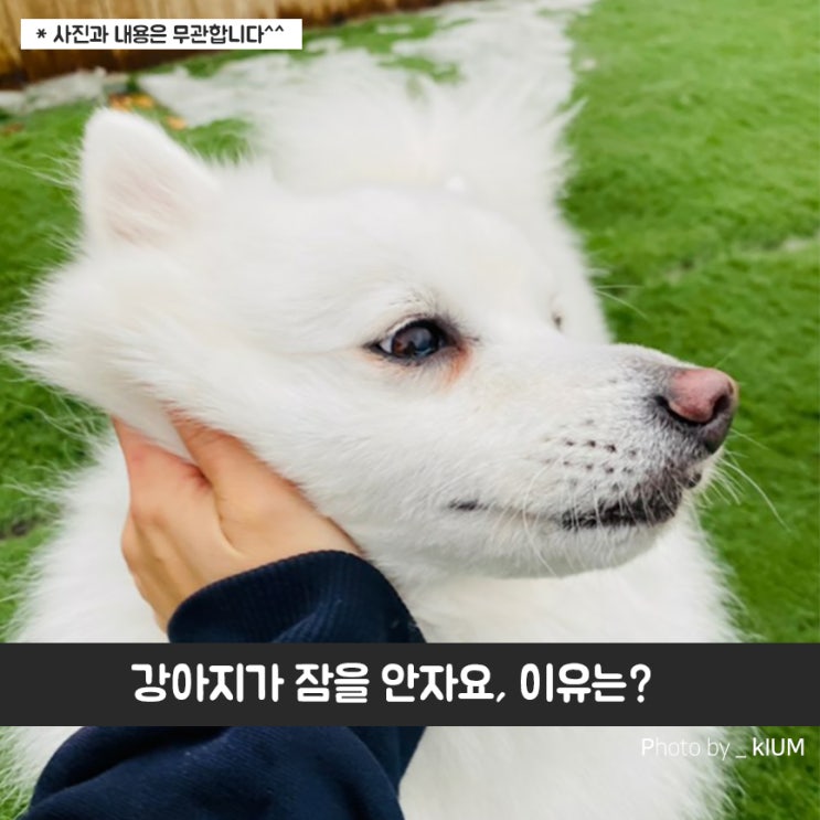 강아지가 잠을 안자요, 어떤 문제가? : 네이버 블로그