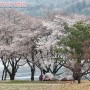 경기도 남양주 대성리 벚꽃 캠핑 나들이 데이트코스 추천
