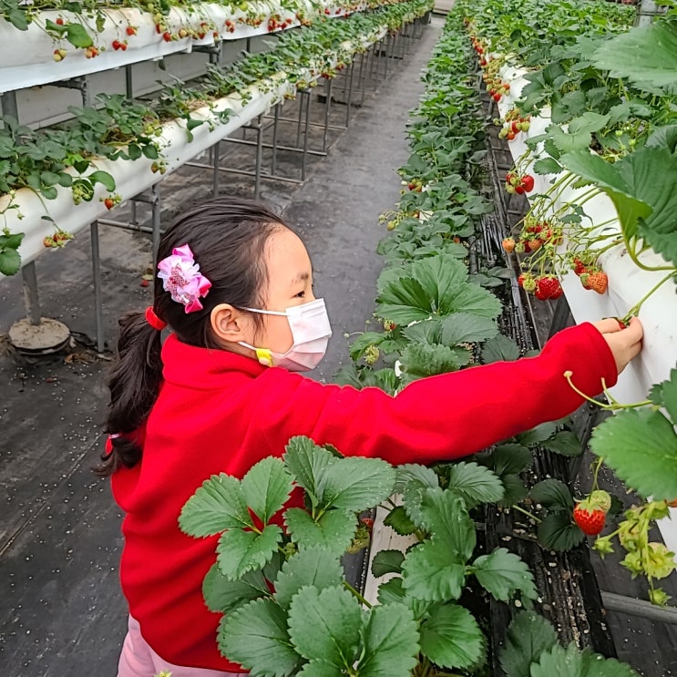 양평 딸기따기 체험 - 생생 딸기체험 농장