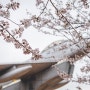 서울봄나들이 - 보라매공원에서 봄봄봄을 느낀 하루!