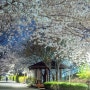 벚꽃 명소 중랑천 - 조용한 한밤의 벚꽃길 (야간 인물사진 촬영 팁)