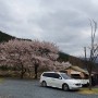 큰 벚나무가있는 예쁜 벚꽃캠핑장