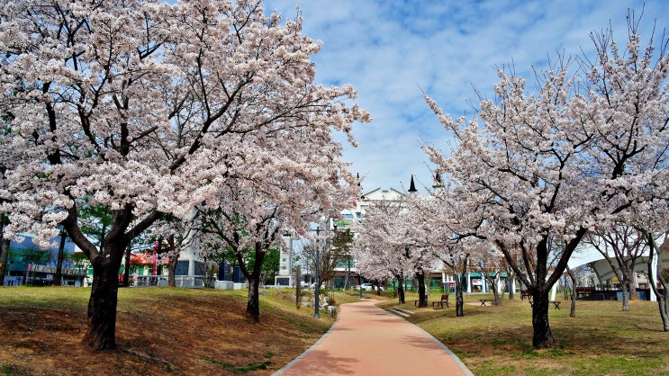 안성 대림동산의 명소...안성맞춤 가족공원의 봄 풍경.