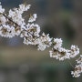 가평 자라섬의 봄 = 벚꽃 만개 & 버드나무 새순(잎) 파릇파릇하게 돋은 봄 풍경.