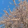 3월 제주 봄꽃구경 - 벚꽃명소, 제주삼성혈, 신산공원, 맥파이 브루어리, 제주 한옥독채 숙소