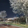 [벚꽃맛집]서울벚꽃명소 응봉역에서 청계천까지
