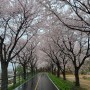 봄비 맞으며 벚꽃길 산책 #양평갈산공원