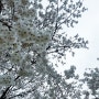 봄꽃 벚꽃피자마자 엔딩