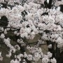 금년 봄에도 꽃이 아름답게 활짝 피어난 벚나무