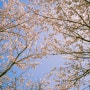 2021년 나의 벚꽃, 서울숲