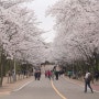 인천 벚꽃 명소 인천대공원 개화 상황 및 4/11까지 폐쇄