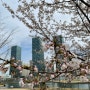 송도신도시 센트럴파크 벚꽃산책