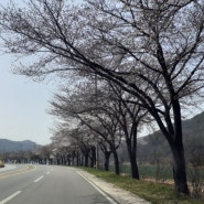 [4년 전 오늘] 꽃길따라 벚꽃터널 드라이브
