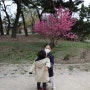 서울 아이들과 가볼만한곳 창덕궁의 봄과 꽃(주차장과 무료입장 팁!)