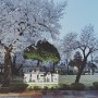 정독도서관 벚꽃명소