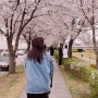 오산 벚꽃명소 '오산천' 산책해본 후기