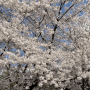 일산 호수공원 벚꽃 구경