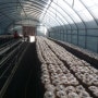 표고버섯재배방법-표고버섯 효능: 신축년 봄, 새로 접종한 표고버섯 배지입상!