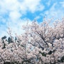 4월의 벚꽃 구경한 사진