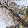[속초봄여행 벚꽃구경 드라이브추천]영랑호둘레길