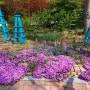 물향기 수목원, 봄 꽃구경, 루피너스 꽃잔디 무스까리 벚꽃