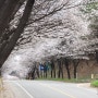 여주 흥천 남한강 벚꽃 축제를 다녀오다