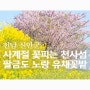 노랑 유채꽃 만발한 신안 팔금도의 봄풍경