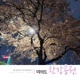 저녁에 야경 보며 서울 나들이 명소인 여의도 한강공원에서 마지막 벚꽃 풍경 보기