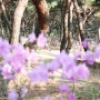 봄꽃 여행지 별거 있나? 산책하기 좋은 영월루 영월공원