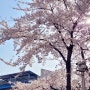 방구석 벚꽃놀이 구경하고 가세요~ 강릉 벚꽃 명소 사진 !!
