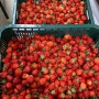 삼백찬가에서 수제 딸기청을 만드는 과정