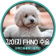 강아지 대퇴골두 제거술 FHNO / 후지파행