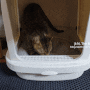 고양이 용품 #39 : 고양이모래 마이도미넌트, 화장실 색상에 따른 먼지 비교