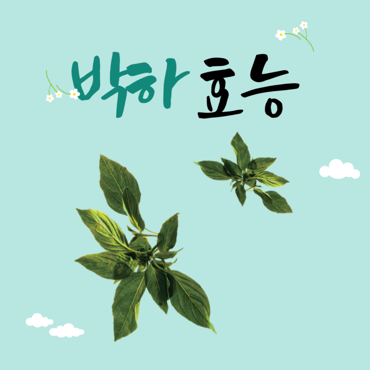 박하, 박하차 효능 과연 어디에 좋을까? : 네이버 블로그