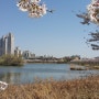 경기도 벚꽃 명소 수원 만석공원