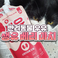 [고양이우유] 음수량 늘리기 좋은 반려동물 우유 '생유베리마치' +강아지우유